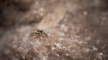 brown spider mount camouflaged on stone