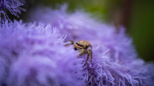 cute jumping spider on purple flower close up