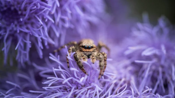 cute jumping spider on purple flower close up