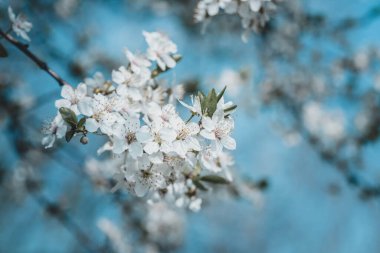 Mavi gökyüzüne karşı kiraz çiçekleri