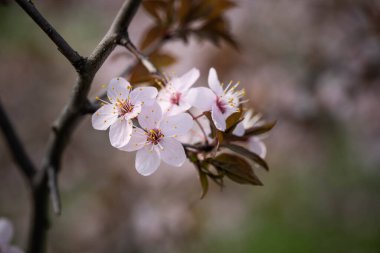 Bir dalda kiraz çiçeği