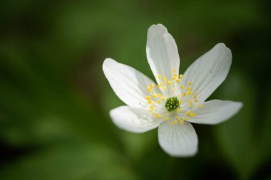 White forest flower up close