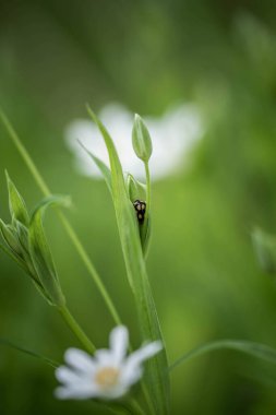 White delicate forest flowers on the lawn, incredible wildlife