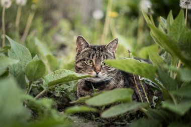 The cat is resting in the garden in the shade, incredible wildlife