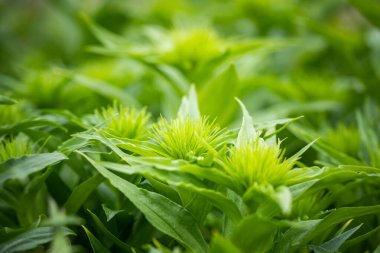 Bright juicy green flowers up close