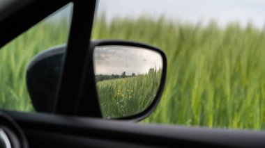 reflection of a wheat field in a car mirror, incredible wildlife