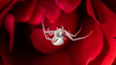 Spider with red spots on a red rose, incredible wildlife