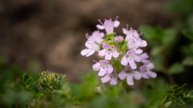 small beautiful flowers up close