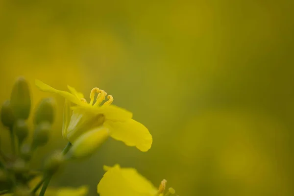 Gelbe Rapsblüte Aus Nächster Nähe — Stockfoto
