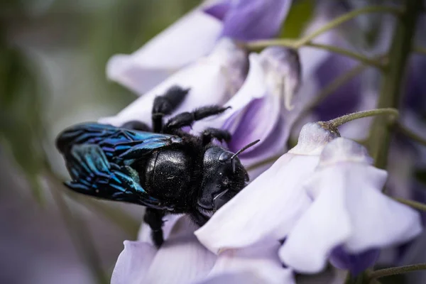 Black Bumblebee Collects Pollen Wisteria — Stock Photo, Image