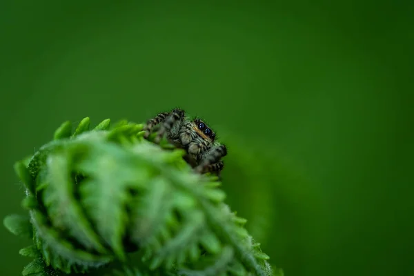 Jumping Spider Fern Close Incredible Wildlife — Stock Photo, Image
