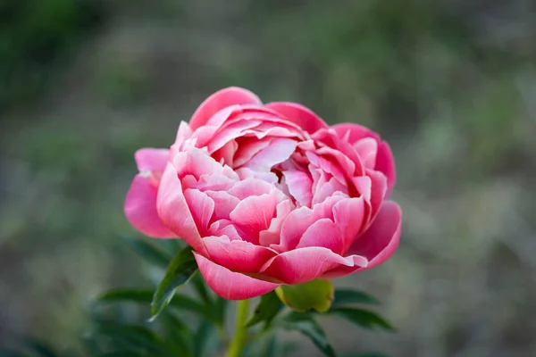 ピンク色の繊細な牡丹の花を咲かせ — ストック写真