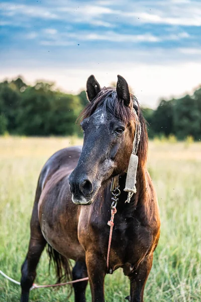 Portrét Elegantního Koně — Stock fotografie