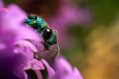 İnanılmaz güzel, çok renkli parlak eşekarısı.