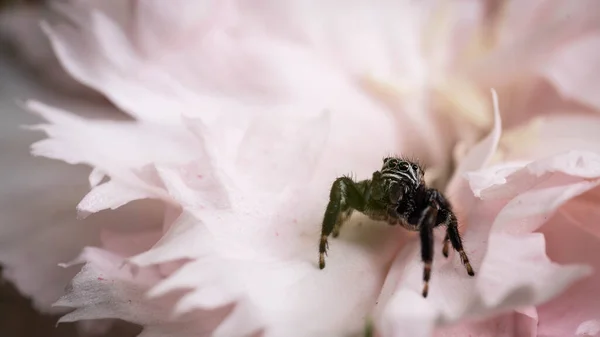 jumping spider on a flower