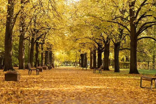 Altın sonbahar atmosferi sokağı. Kavram: muhteşem rahatlık ve huzur