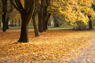 Sonbahar sokağında, ağaçların altında. Kavram: Sonbahar, rahatlık