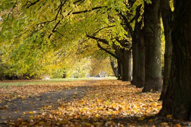 Sonbahar sokağında, ağaçların altında. Kavram: Sonbahar, rahatlık
