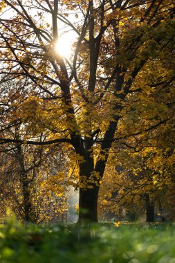 Peri ağacı sonbahar sarı yapraklarıyla kaplıdır ve güneş ışığıyla doludur.