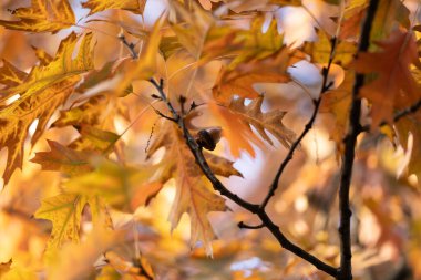 Muhteşem sonbahar yapraklarının arasında bir meşe palamudu
