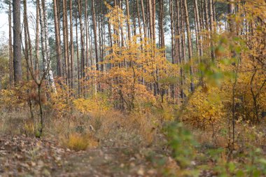 Sonbaharda altın renginde resimli orman