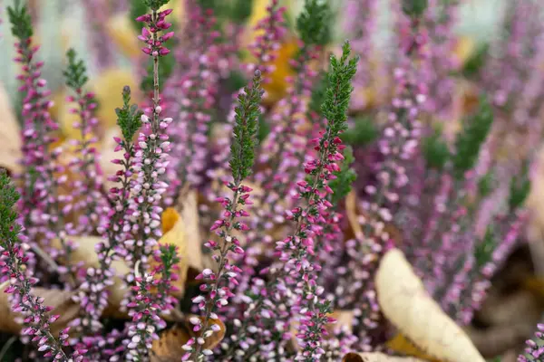 Sonbahar yaprakları arasında lüks bir çalılık.