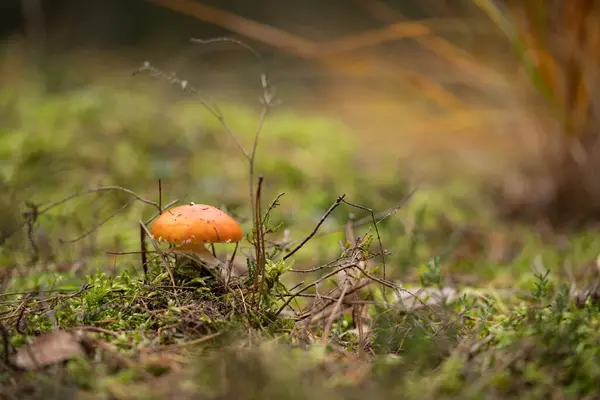 Sonbahar ormanlarında mantar avı mevsimi