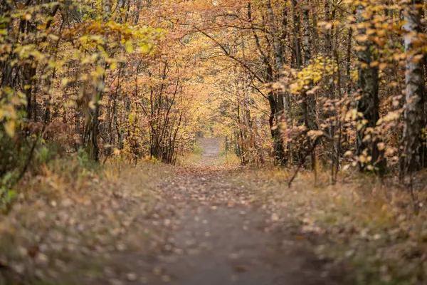 Ormanın ortasında doğal yol
