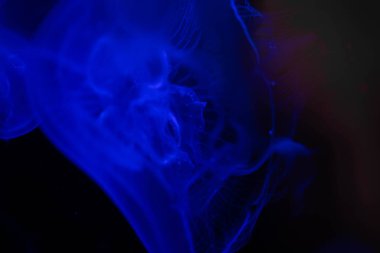 Okyanusun Karanlık Derinlerinde Parlayan Denizanası