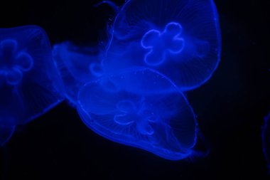 Okyanusun Karanlık Derinlerinde Parlayan Denizanası