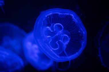 Okyanusun Karanlık Derinlerinde Parlayan Denizanası