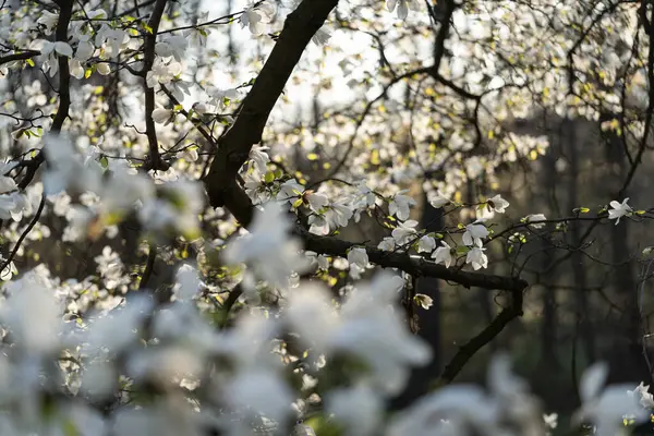 Bütün dalı dolduran büyük beyaz manolya çiçekleri.