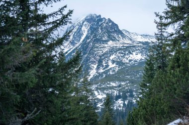Karlı Dağ Zirvesi Kış Ormanındaki Çam Ağaçları Tarafından Çerçevelendi