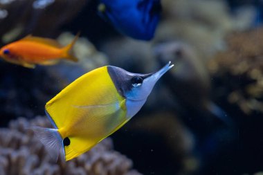 Tropikal Mercan Resifi Akvaryumunda Uzun Burunlu Kelebek (Zorlayıcı flavissimus)