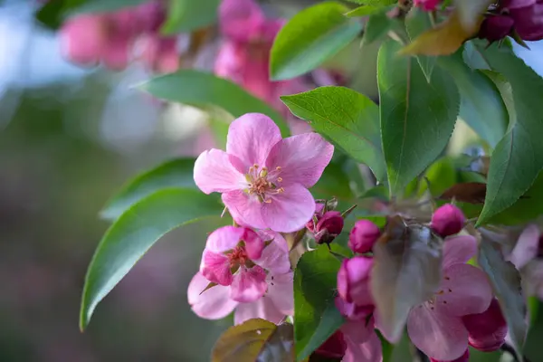 Bahar Bahçesinde Pembe Elma Çiçeği Yakın plan