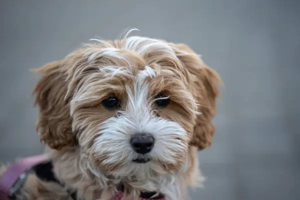 Yumuşak Bukleli Şirin Yumuşak Kabarık Yavru Kameraya Bakıyor
