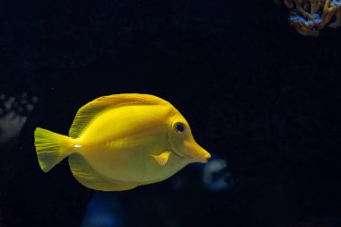 Deniz Akvaryumu 'nda yüzen Sarı Tang (Zebrasoma flavescens)