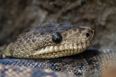 Bir Python Yılanının Yakın Çekimi Ayrıntılı Ölçekleri ve Göz Dokusunu Gösteriyor