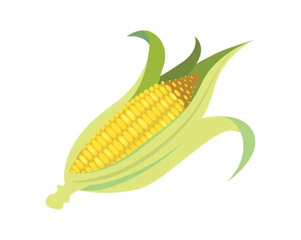详细而明亮的玉米或玉米芯 连同玉米壳图解 — 图库矢量图片
