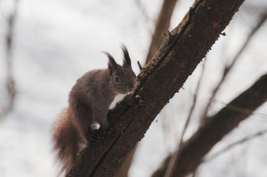 Meraklı Sincap Ağaç Dalında Rahatça Oturuyor