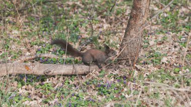 Orman Otlağındaki Sincap Keşfetme Ağacı