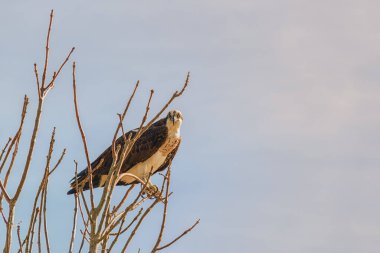 Batı Osprey Bir ağacın tepesine tünemiş Kameraya bakıyordu