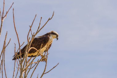 Ağacın tepesinden avlanan bir balığın yan profili.