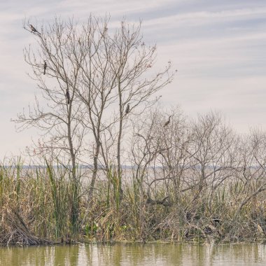 Beş Amerikalı Darter Gölün yanındaki bir ağaca tünedi.