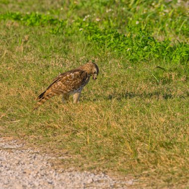Kızıl Kuyruklu Şahin, Ağız Açık Çimene Bakıyor, av arıyor.