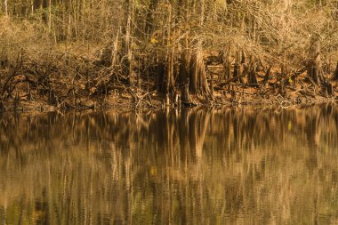 Florida, ABD 'deki Withlacoochee Nehri boyunca Sakin Altın Yansımalar