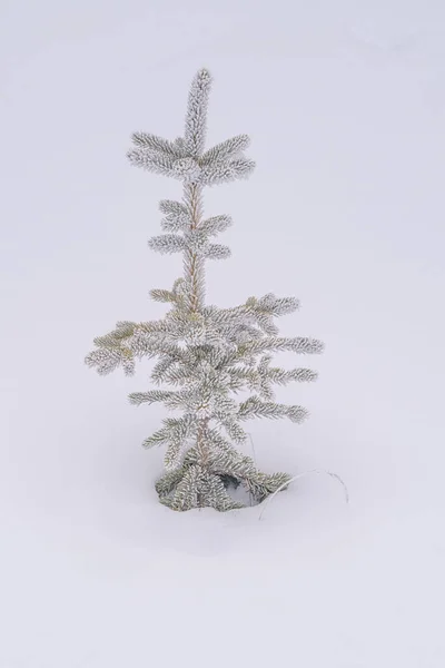 Portrait view of a small lone tree covered in hoar frost in the winter.