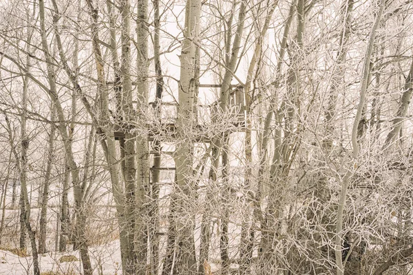 Tree House Hidden among Hoar Frost covered trees, Canada