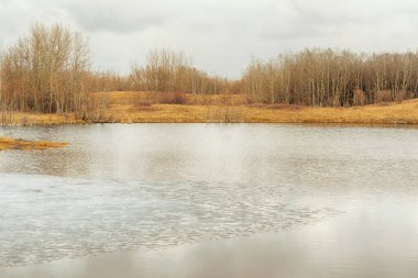 Cloudy spring landscape of a melting pond with trees in the distance, Alberta, Canada