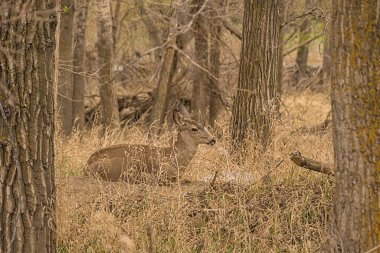 Peaceful deer sitting framed by trees in the wilderness